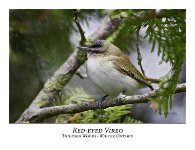 Red-eyed Vireo-003