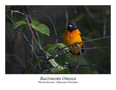 Baltimore Oriole-008