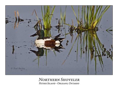 Northern Shoveler-007
