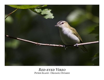 Red-eyed Vireo-004