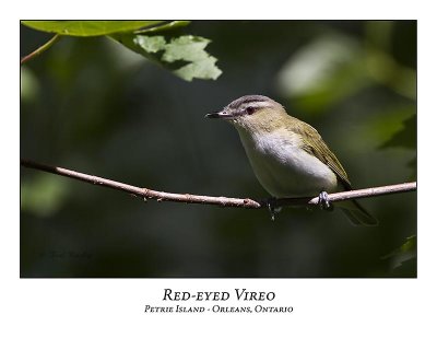 Red-eyed Vireo-005