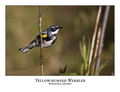 Yellow-rumped Warbler-004