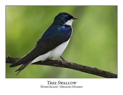 Tree Swallow-018