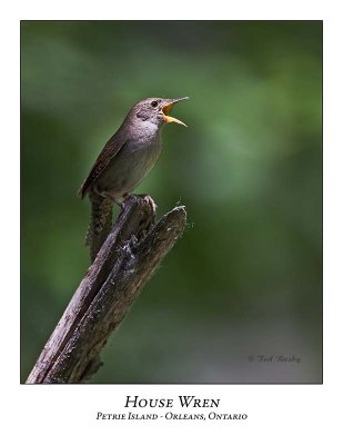 House Wren-007