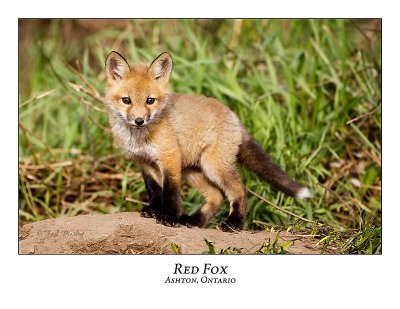 Red Fox-016