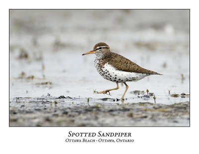 Spotted Sandpiper-001