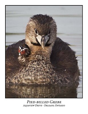 Pied-billed Grebe-059