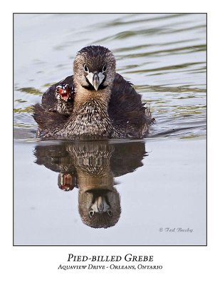 Pied-billed Grebe-060