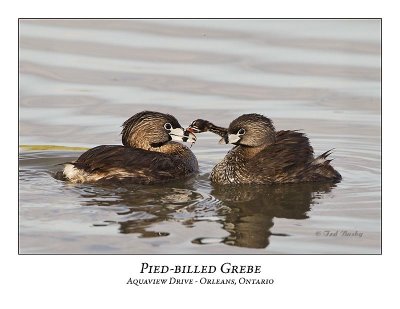 Pied-billed Grebe-064