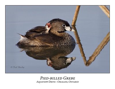 Pied-billed Grebe-064