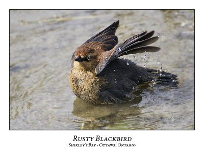 Rusty Blackbird-001