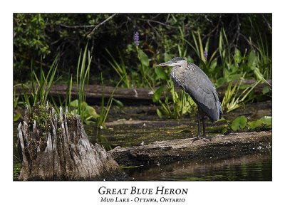 Great Blue Heron-075