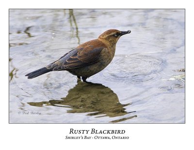 Rusty Blackbird-003