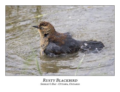 Rusty Blackbird-004