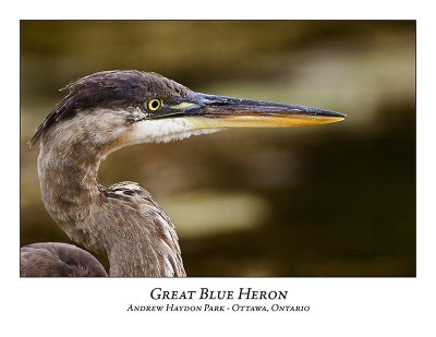 Great Blue Heron-076