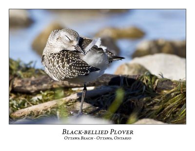 Black-bellied Plovers