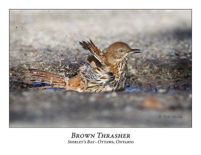 Brown Thrasher-005
