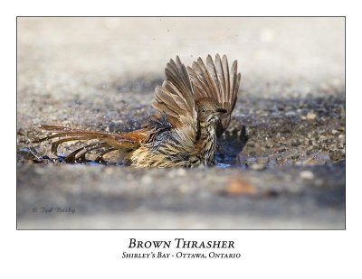 Brown Thrasher-006