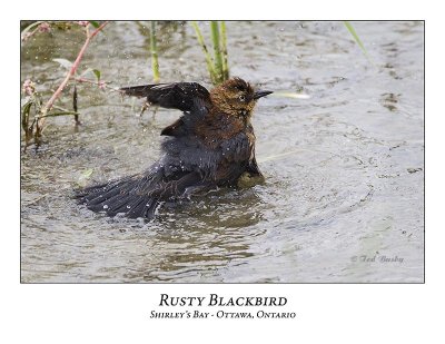Rusty Blackbird-005