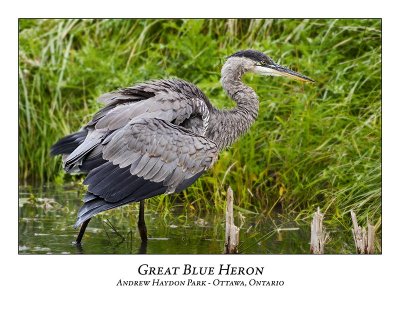 Great Blue Heron-077