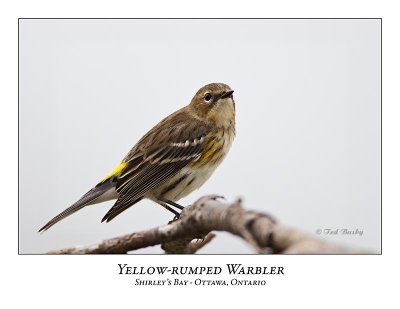 Yellow-rumped Warbler-005