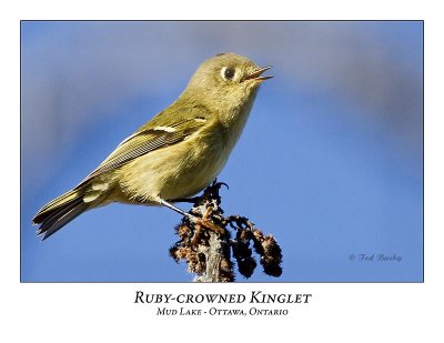 Ruby-crowned Kinglets