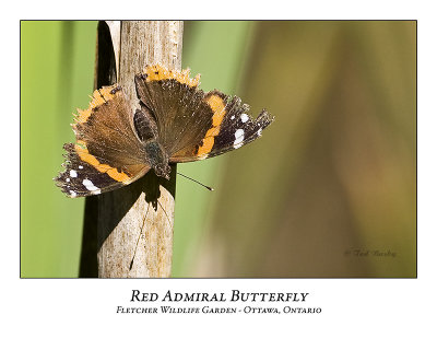 Butterfly-005