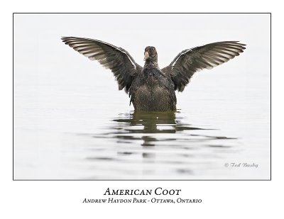 American Coot-001