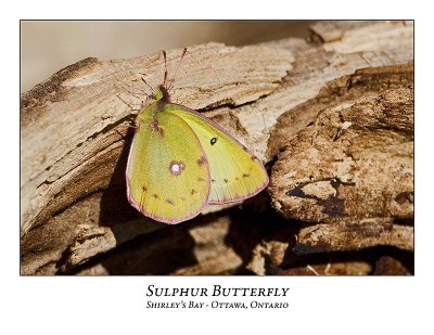 Butterfly-007
