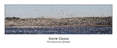 Snow Goose-001