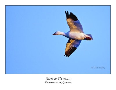 Snow Goose-002