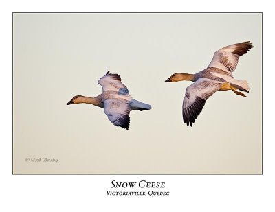 Snow Goose-003