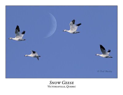 Snow Goose-004