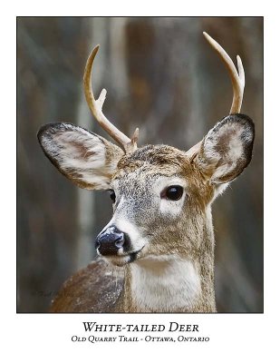 White-tailed Deer-014