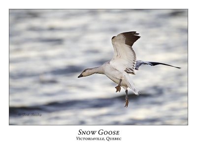 Snow Goose-005