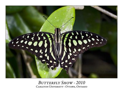 Butterflies & Moths