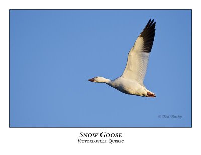 Snow Goose-007