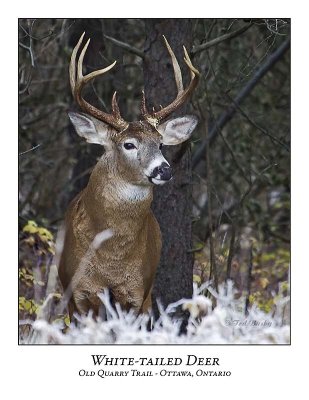 White-tailed Deer-016