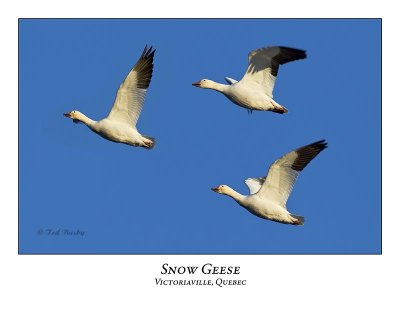 Snow Goose-009