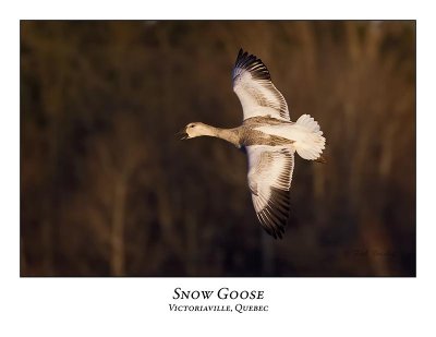 Snow Goose-010