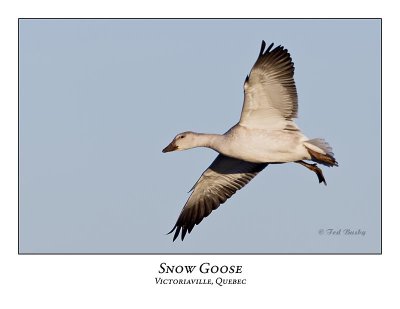 Snow Goose-011