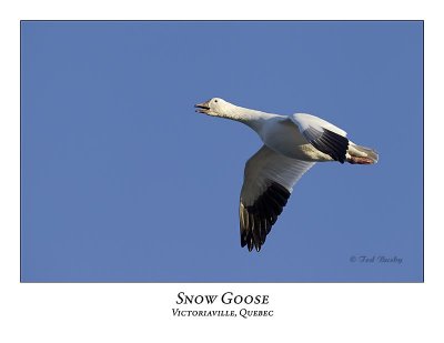 Snow Goose-012
