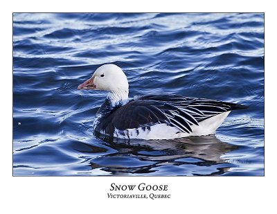 Snow Goose-013
