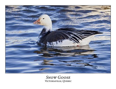 Snow Goose-014