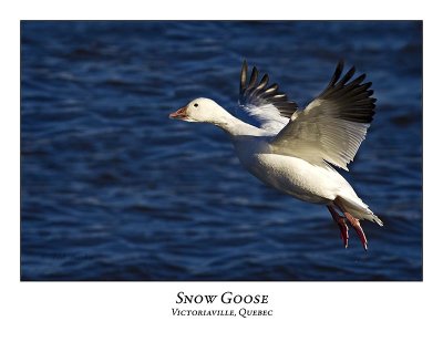 Snow Goose-015