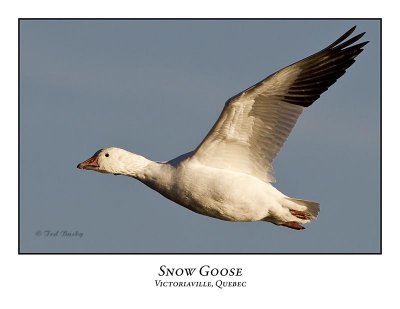 Snow Goose-016