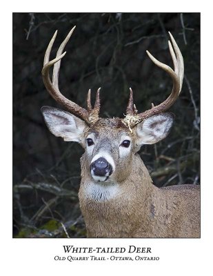 White-tailed Deer-019