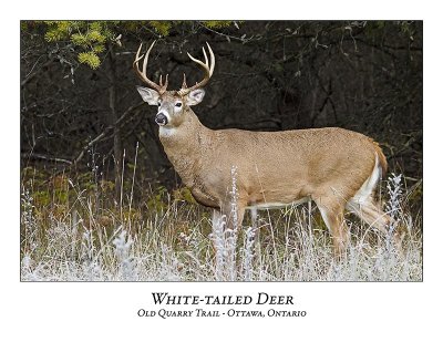 White-tailed Deer-020