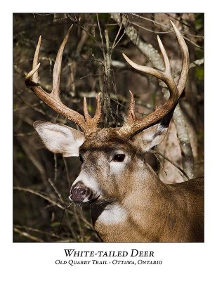 White-tailed Deer-021