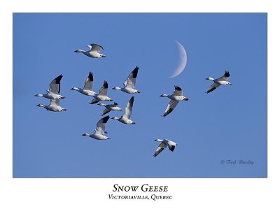 Snow Goose-018